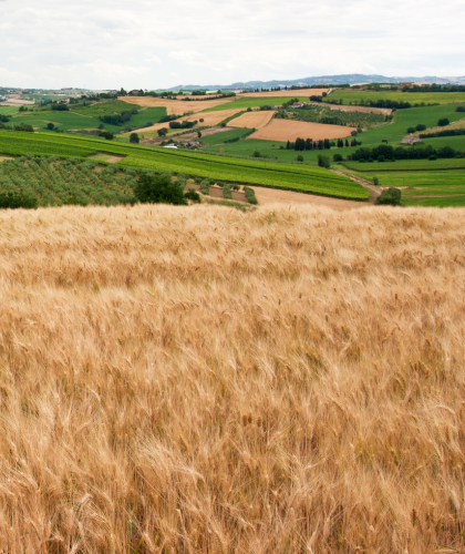 meet Bruno, our Italian wheat pasta supplier