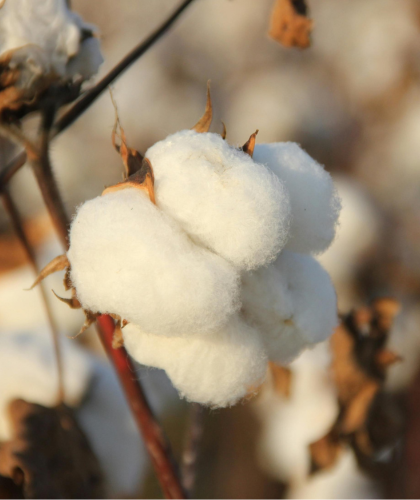 an organic approach to period care